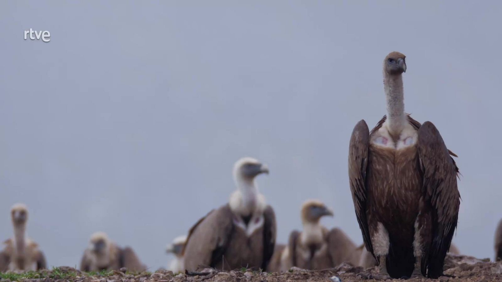 Profesiones salvajes - Enterradores - Profesiones salvajes | Ver