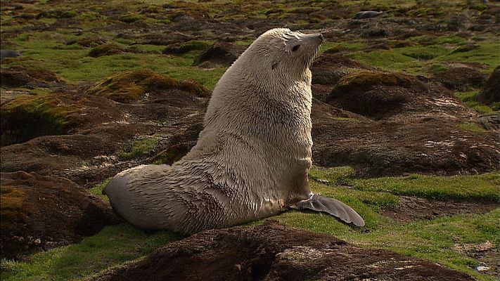Som Documentals - L'antàrtic salvatge: Capítol 4 Illes gelades