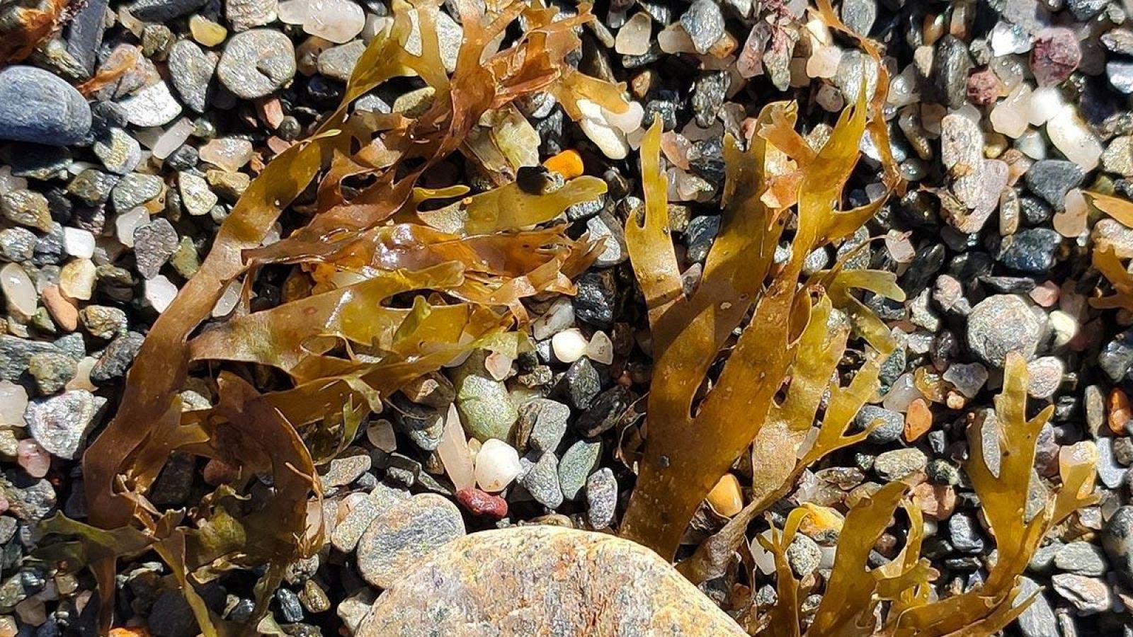 La noticia de Melilla - 29/12/2025 | Ver