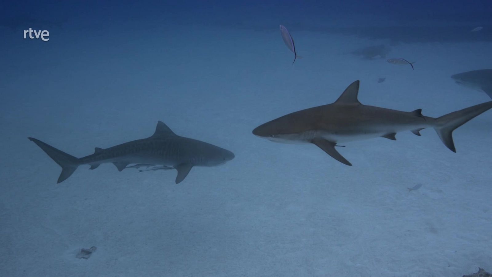 El mundo de los océanos - Episodio 4: Tiburones - El mundo de los océanos | Ver