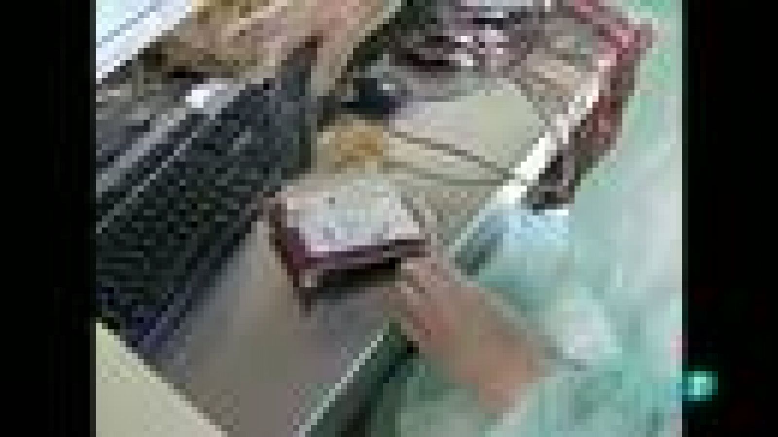 Para Todos La 2 - Debate - La donación de sangre