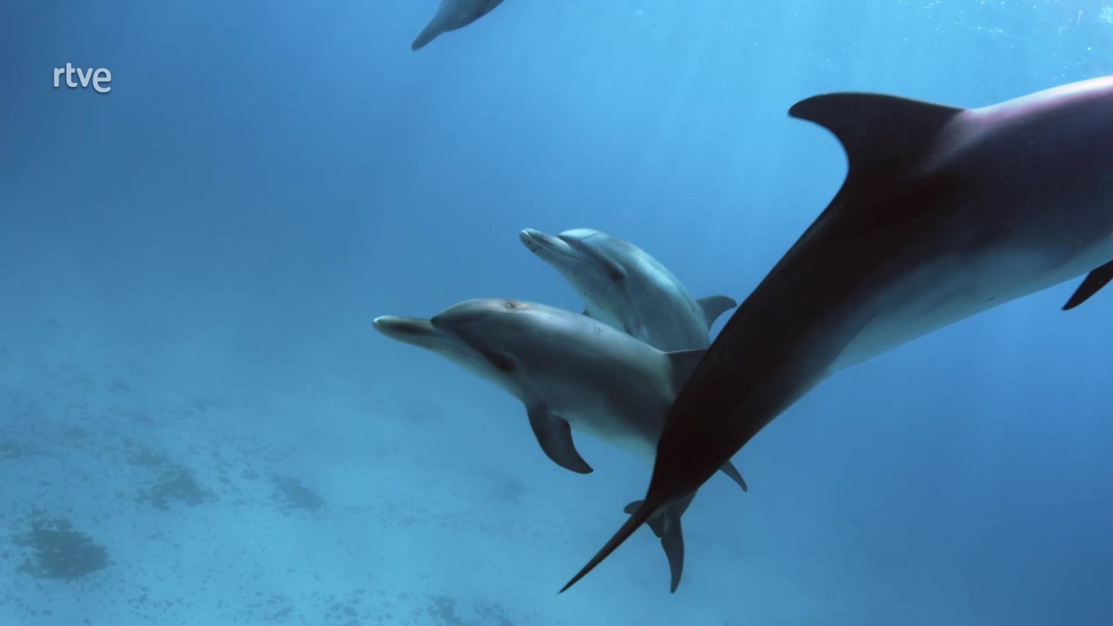 El mundo de los océanos - Episodio 5: Legado - El mundo de los océanos | Ver