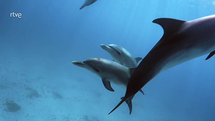 El mundo de los océanos - Legado