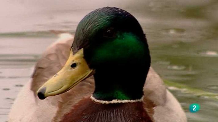 Biodiario - Biodiario - 11/02/13