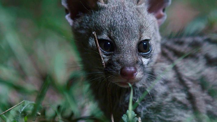 Rescate de animales bebé - Episodio 3