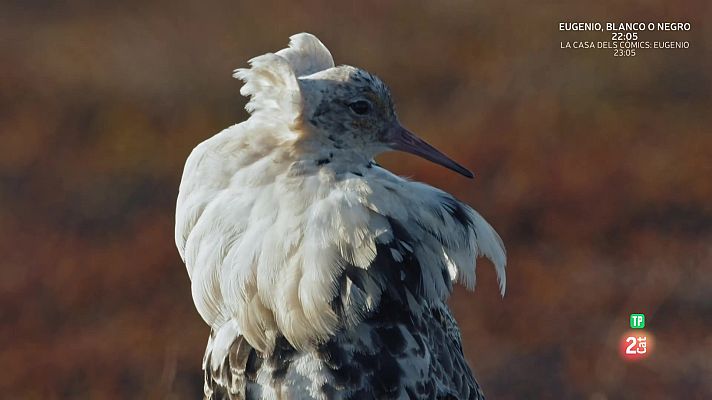 Som Documentals - Escandinavia salvatge. Episodi 3. Gel i foc