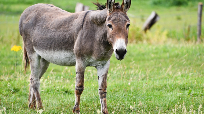 Mañaneros 360 - Polémica por la eutanasia de un burro
