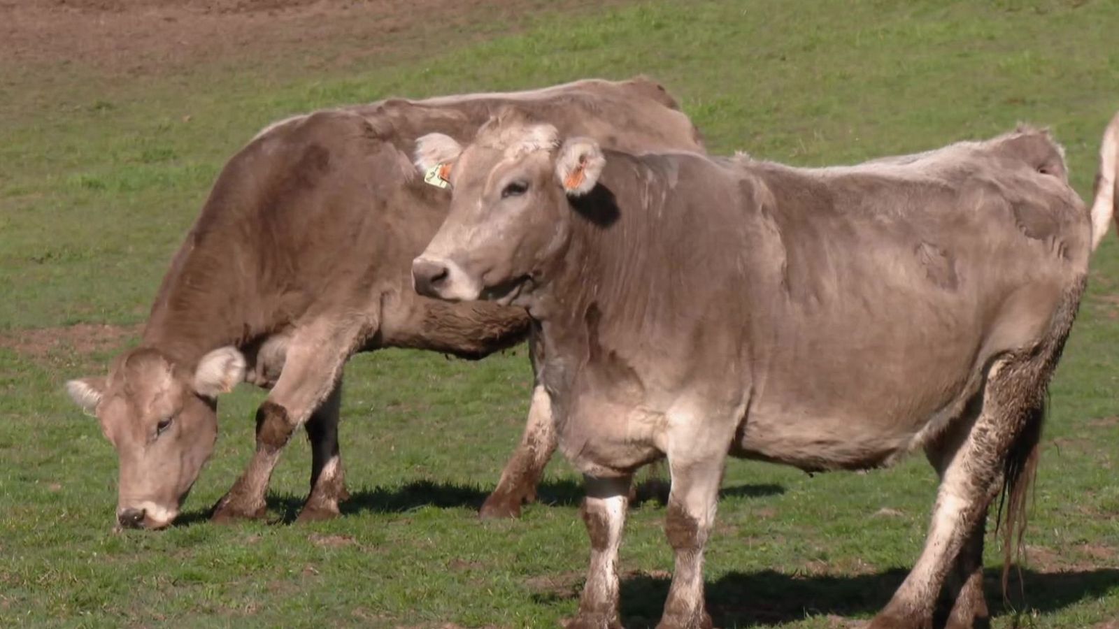 Dispara contra una vaca y su dueño - Mañaneros 360 | Ver