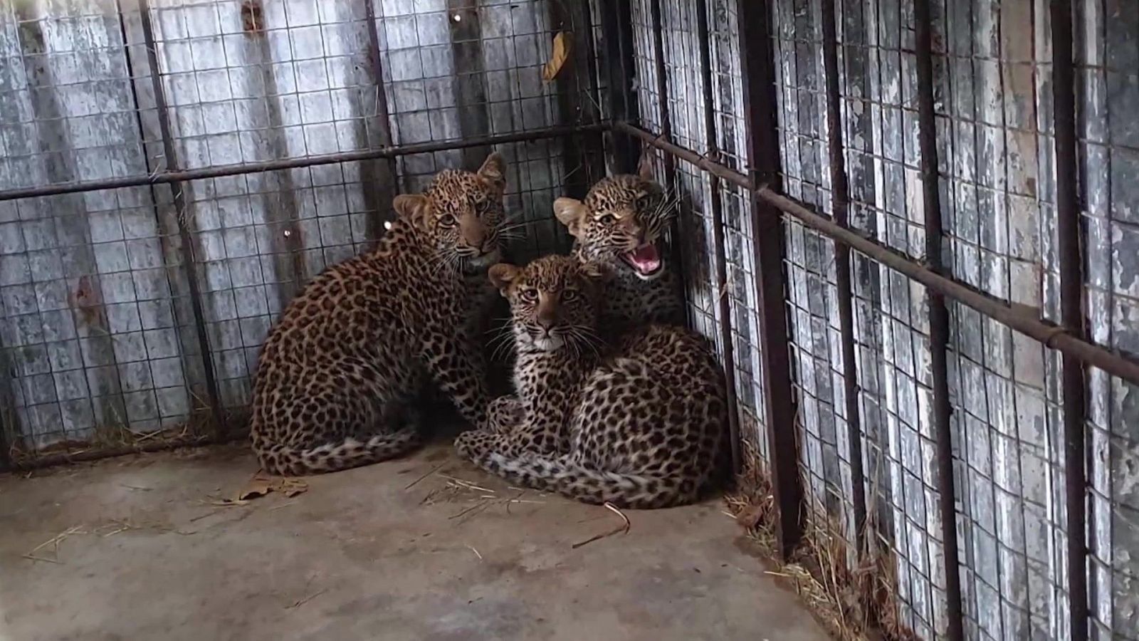 Rescate de animales bebé - Episodio 5 - Rescate de animales bebé | Ver