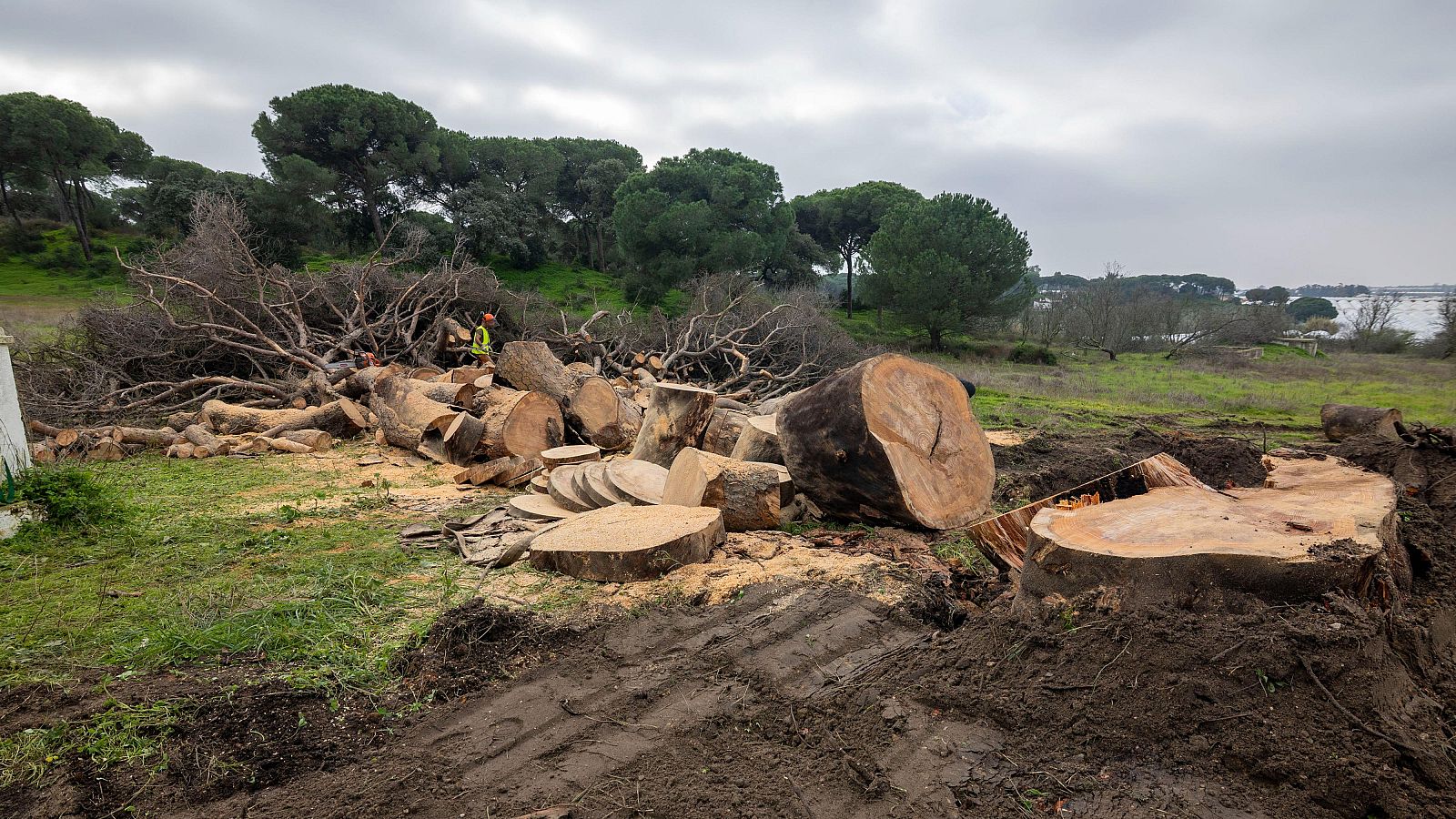 Talan el pino donde está enterrado el "Platero" de Juan Ramón Jiménez tras ser dañado por el viento