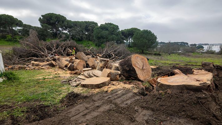 Telediario 2 - Talan el pino donde está enterrado el "Platero" de Juan Ramón Jiménez tras ser dañado por un temporal