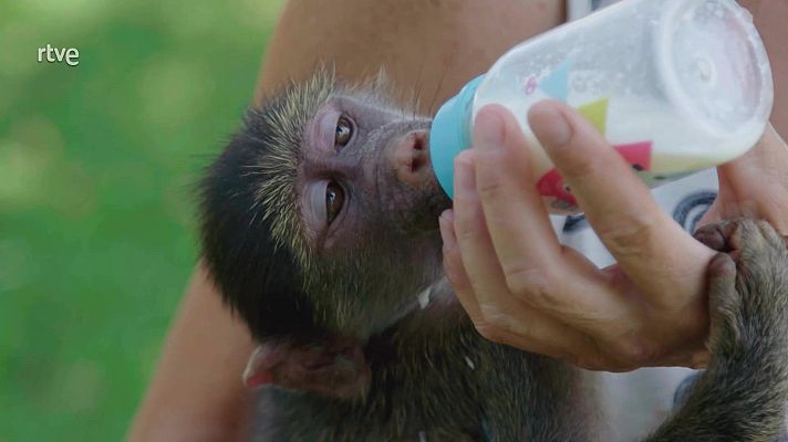 Rescate de animales bebé - Episodio 7