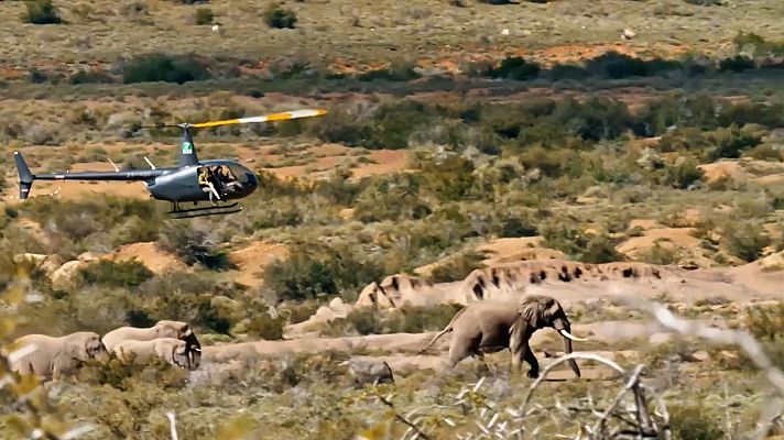 Dra. Fabiola Jones - Cómo se vacunan elefantes salvajes en África | Dra. Fabiola Jones