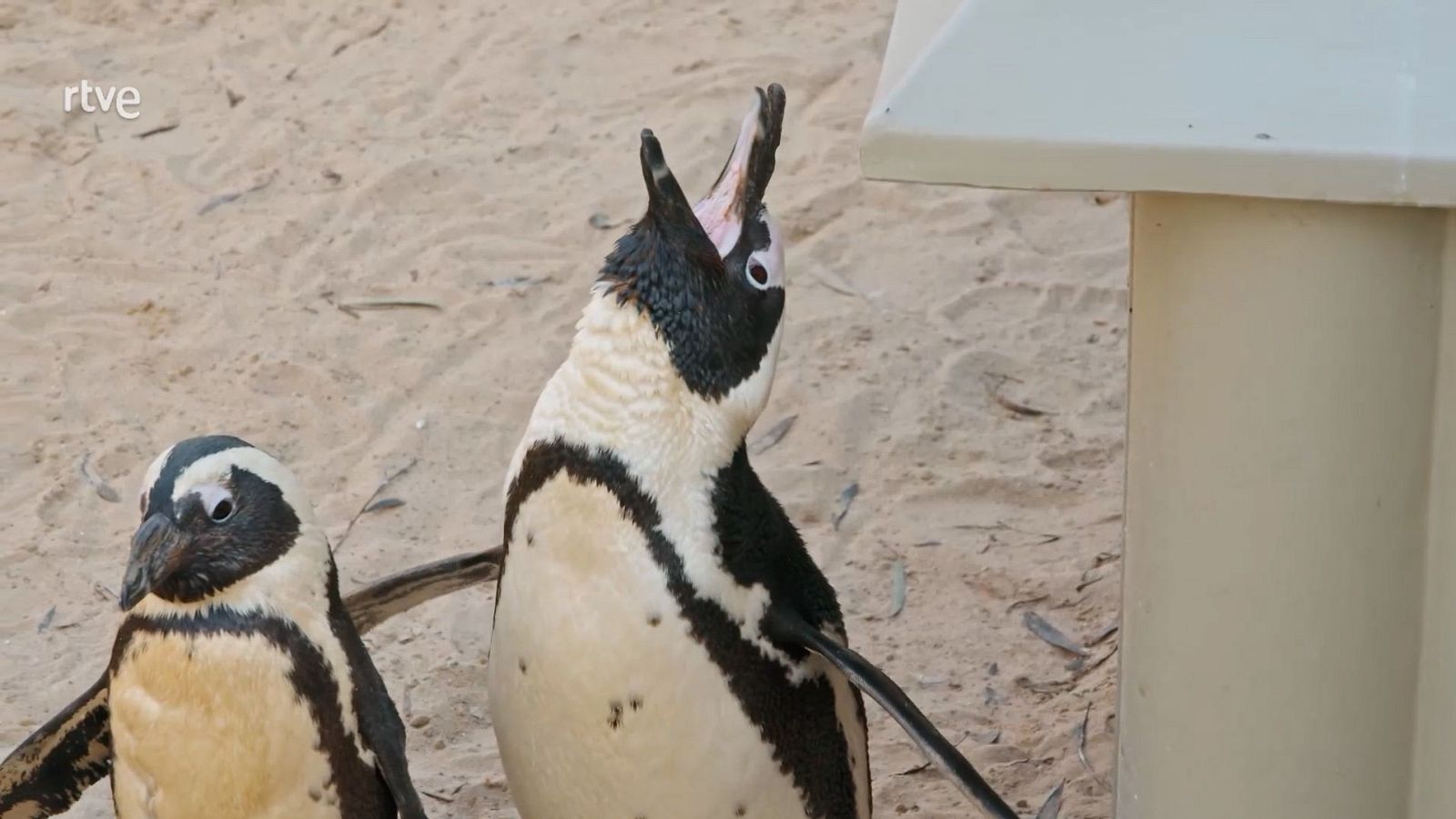 Al rescate de los  pingüinos en peligro de extinción | Ver