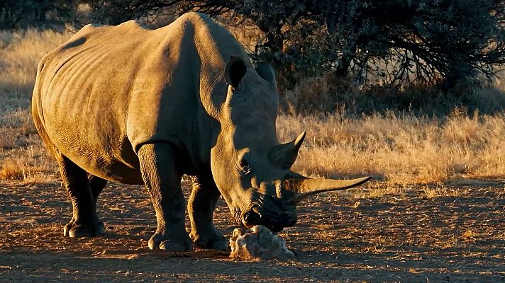 Dra. Fabiola Jones - Un encuentro único con un rinoceronte en libertad, Dra. Fabiola Jones junto a Anette Oelofse