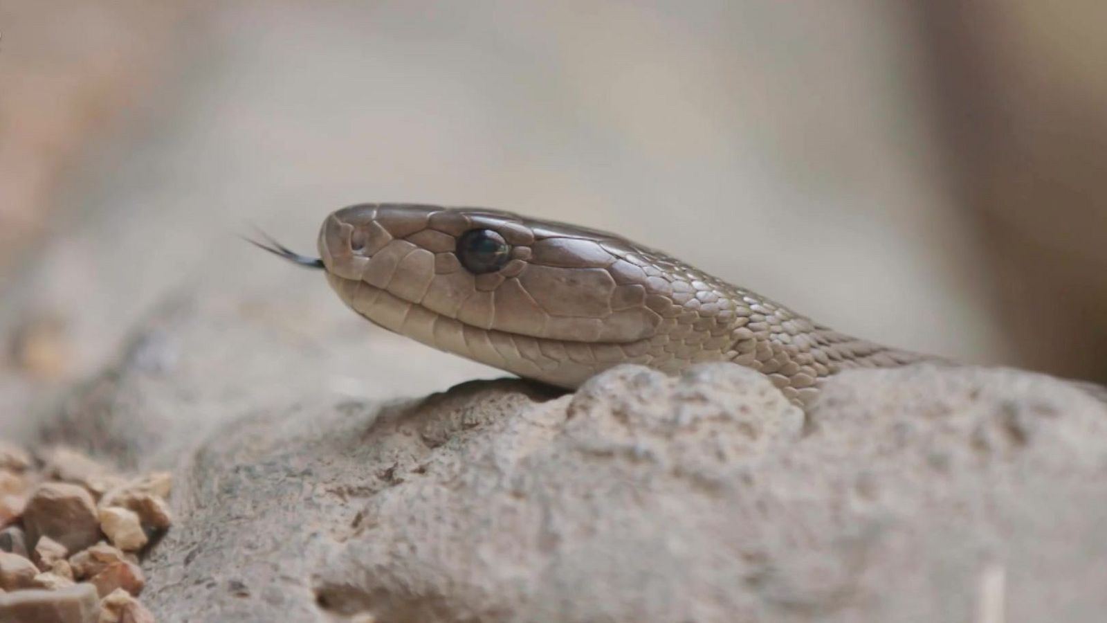 Rescate de animales bebé - Episodio 8 - Rescate de animales bebé | Ver