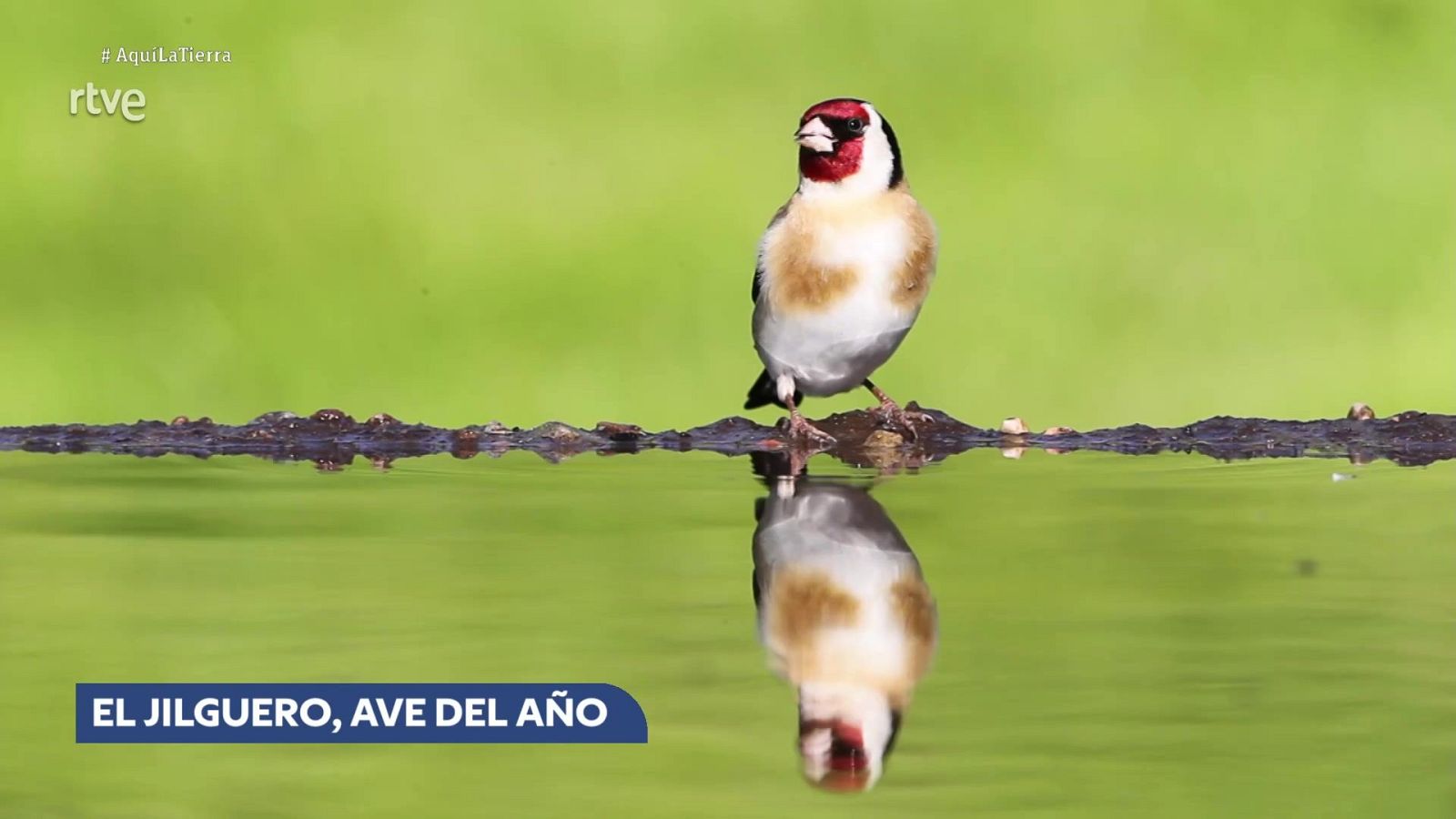 Aquí la Tierra - 13/01/26 - Aquí la Tierra | Ver