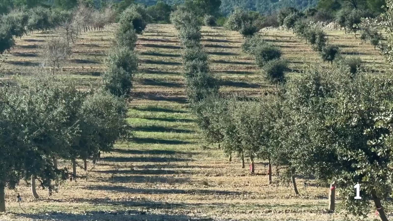 El Govern impulsa el relleu generacional al camp amb 17.000 finques - L'Informatiu | Veure