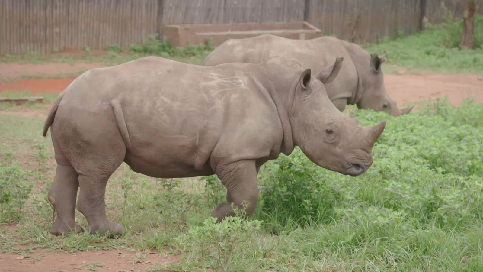 Rescate de animales bebé - Episodio 9 - Rescate de animales bebé | Ver