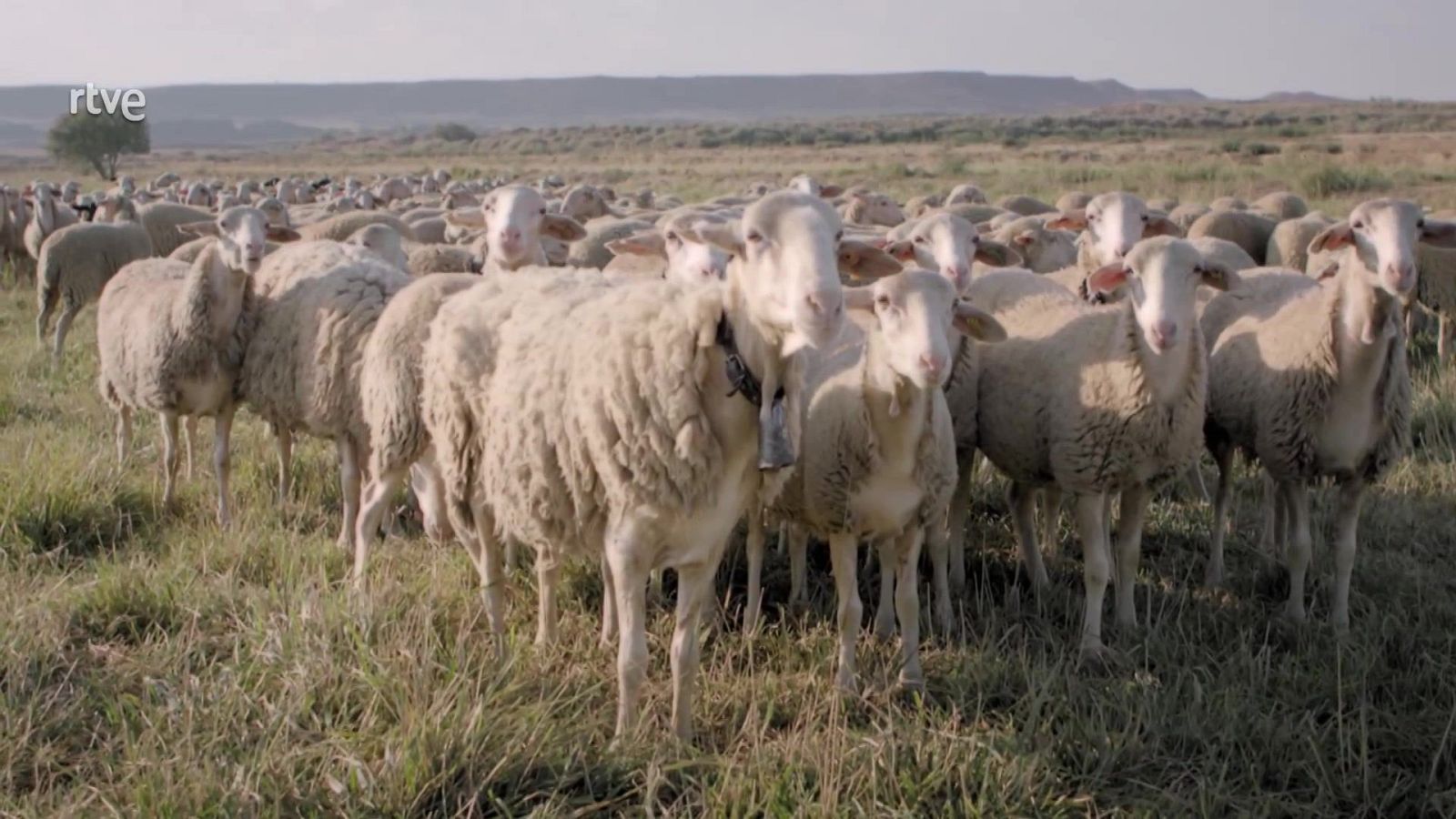 La mujer en el mundo rural | Ver