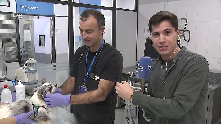 Aquí hay trabajo - Los veterinarios que cuidan a las mascotas