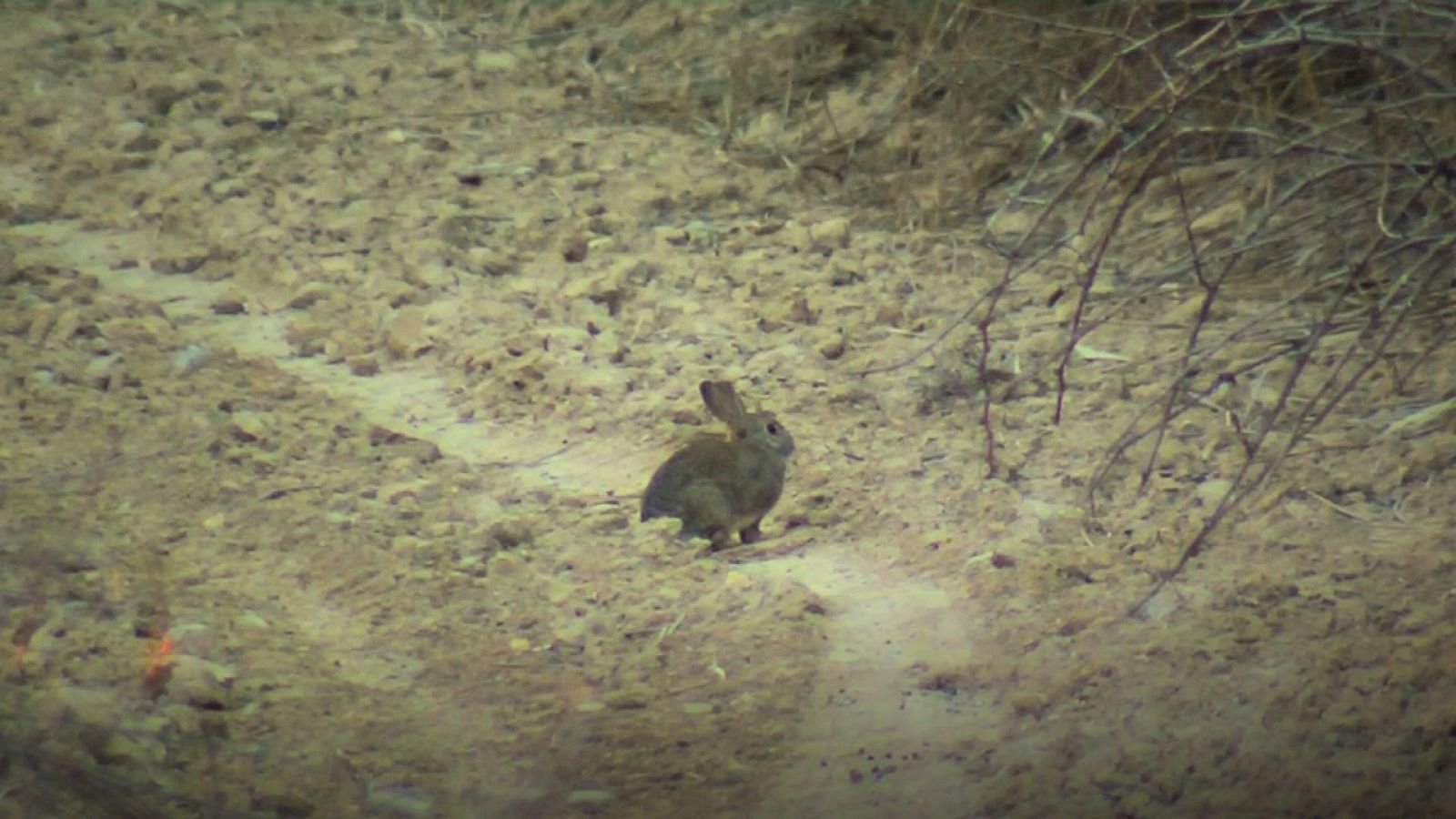 La plaga de conills persisteix a Ponent malgrat les mesures de control - L'Informatiu | Veure