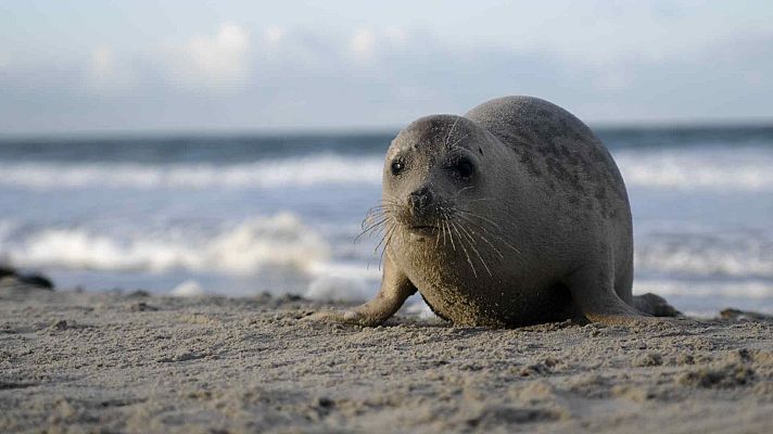 Somos Documentales - Las focas: los payasos del mar
