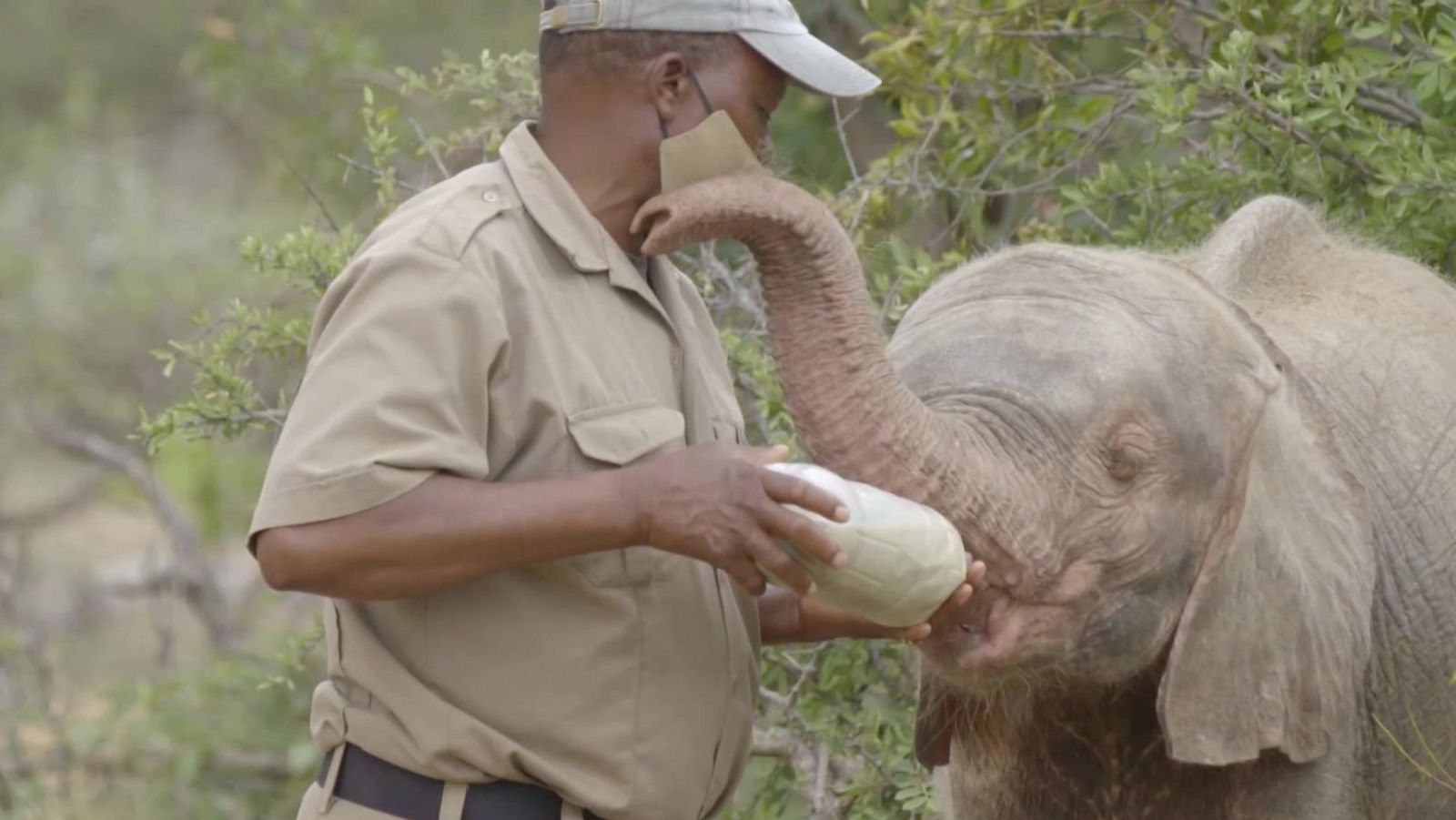 Rescate de animales bebé - Episodio 11 - Rescate de animales bebé | Ver