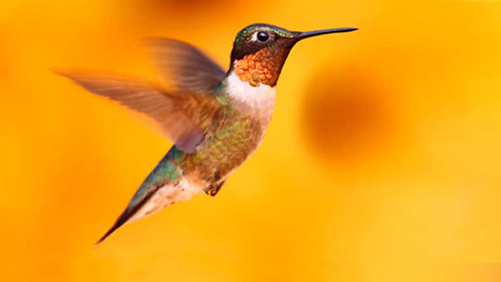 Grandes documentales - El arca de David Attenborough - ver ahora