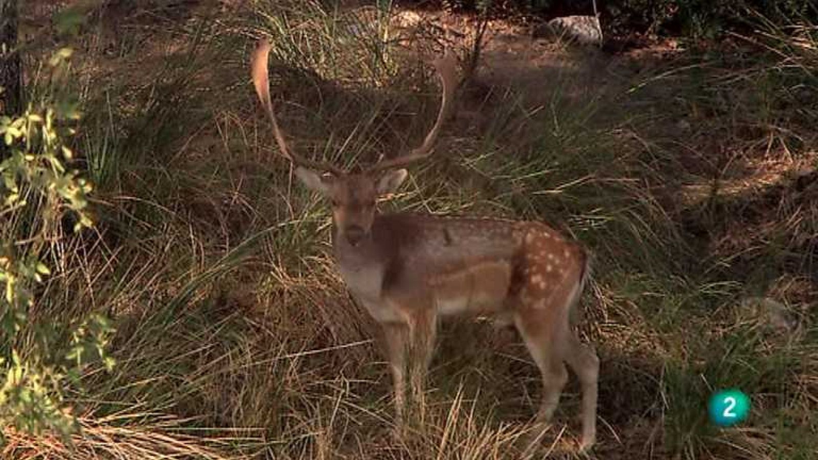 Biodiario - 13/02/13 - ver ahora