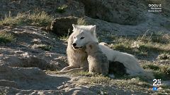 Grans documentals - Llops blancs. Fantasmes de l'Àrtic