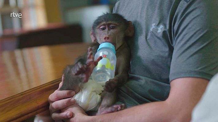 Rescate de animales bebé - Episodio 12
