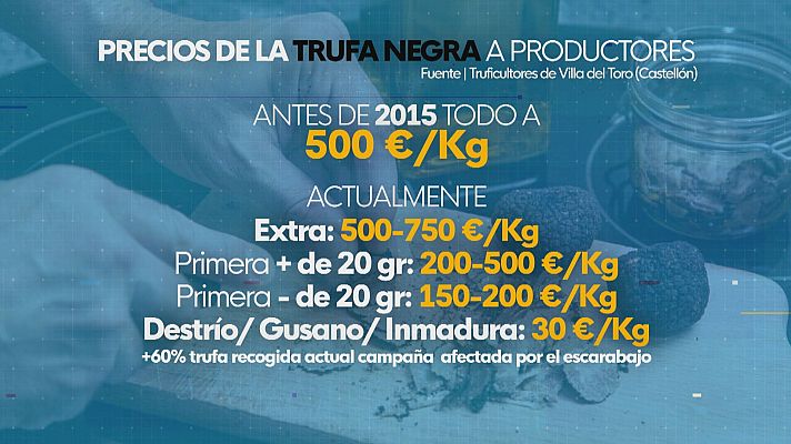 L'informatiu - Comunitat Valenciana - La trufa experimenta una bajada significativa de su precio