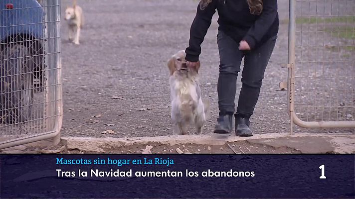  - Los animales copan los refugios y protectoras tras las fiestas