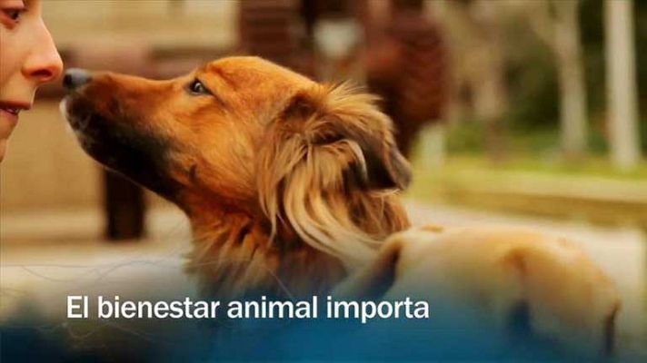 El bienestar animal importa -Avance