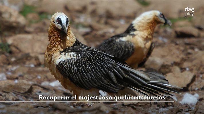 Objetivo Planeta - Recuperar el majestuoso Quebrantahuesos