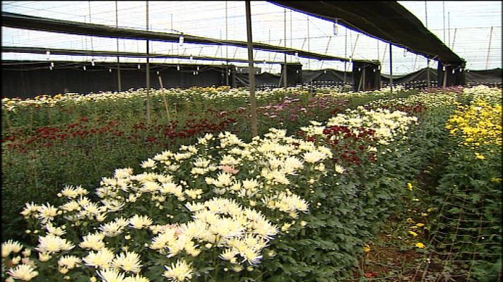 Telecanarias - Telecanarias - 14/02/13