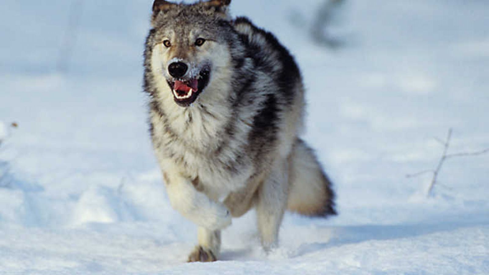 Grandes documentales: Lobos contra búfalos | RTVE Play