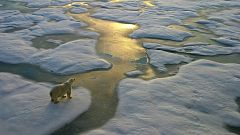 ¿Cómo combaten las bajas temperaturas los animalitos frioleros?