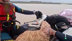 Rescate de cuatro patas