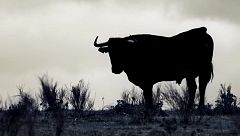 Toro, buey o vaca