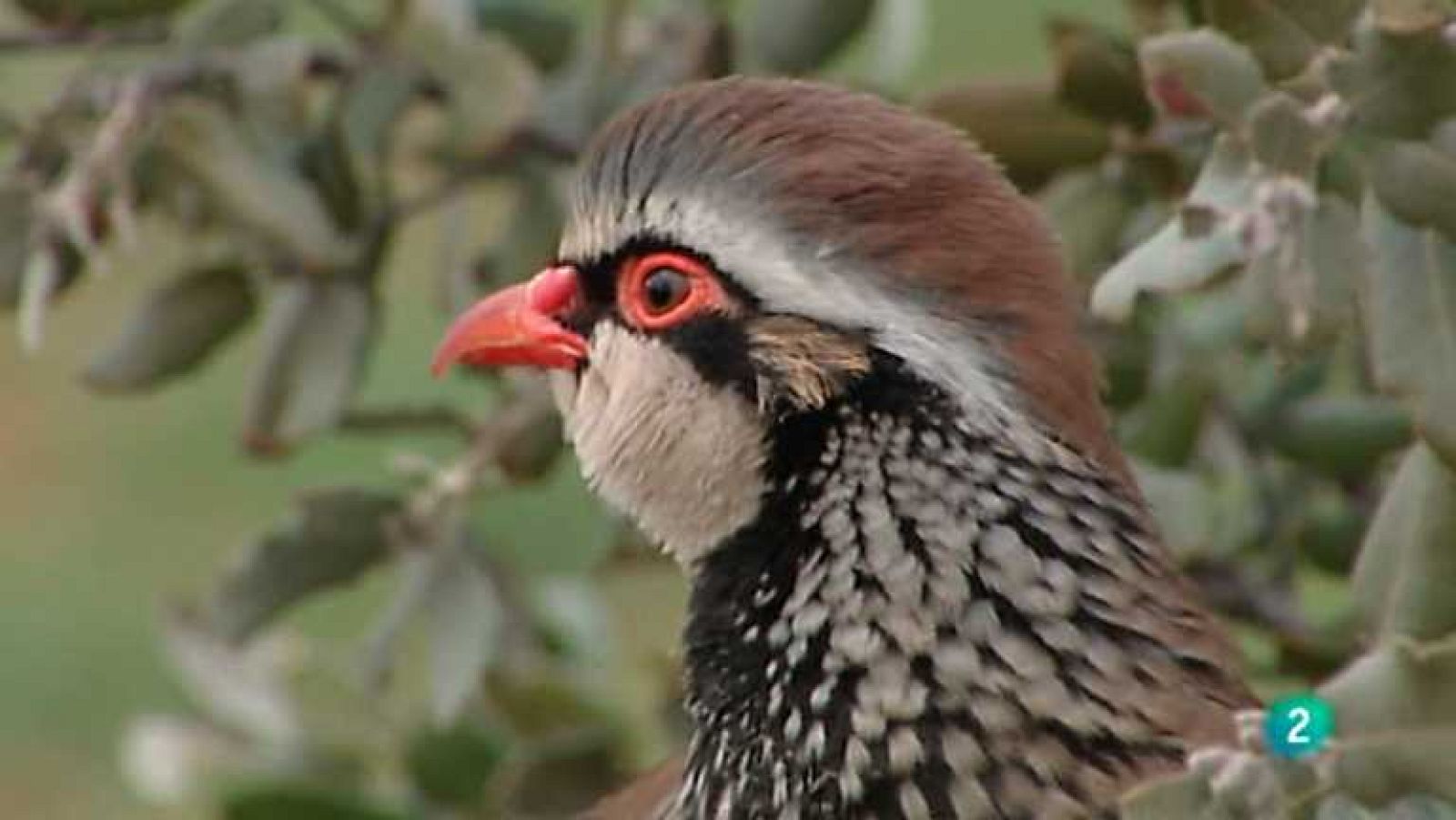 Jara y sedal - La perdiz reclama - ver ahora