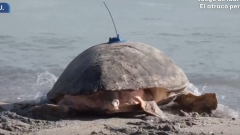 Aquí la Tierra-Vuelta al océano a paso de tortuga