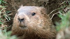 La marmota Phil acaba de hablar: Habrá 6 semanas más de invierno