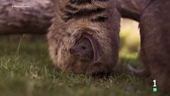 El animal más feliz del mundo
