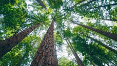 Suelos forestales más húmedos, ¿menos incendios?