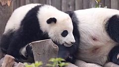 Los pandas se independizan tarde