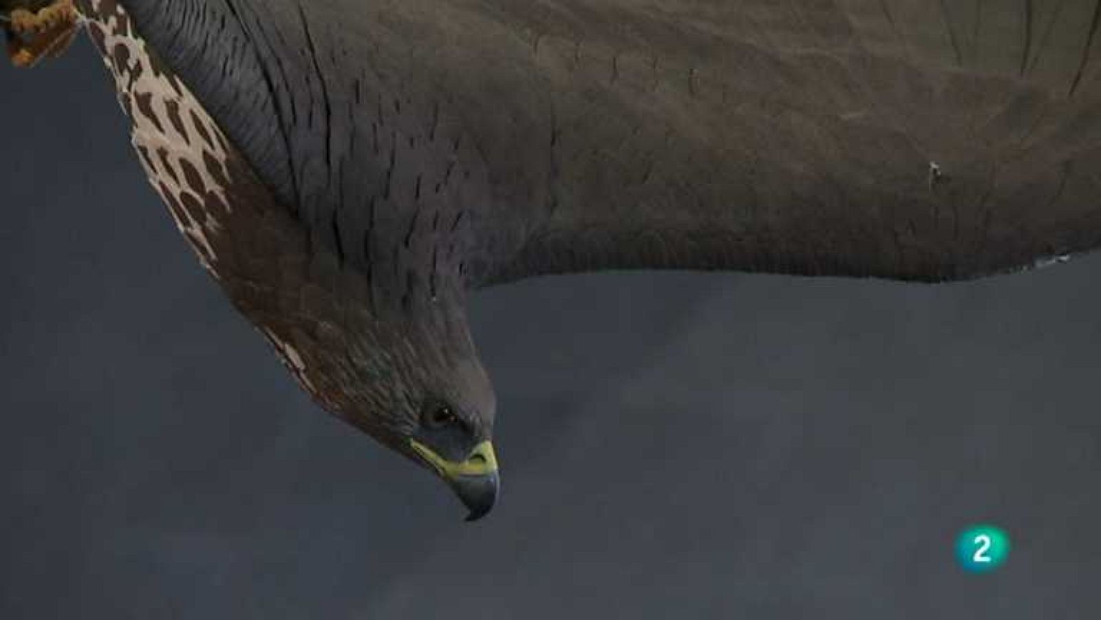 Biodiario - 17/02/13 - Ver ahora