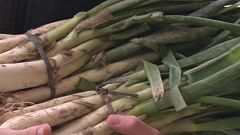 ¿Cómo se cultivan los calçots?
