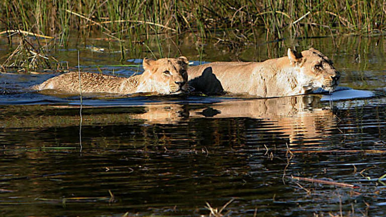 Grandes documentales - Leones nadadores